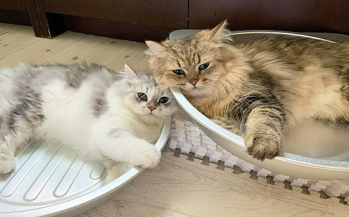 這些貓我要了！7隻波斯貓繼承逾30萬美元遺產 上百人搶奪領養權