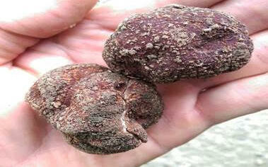 台灣也有黑松露！台東太麻里發現全新特有種   具人工栽培潛力