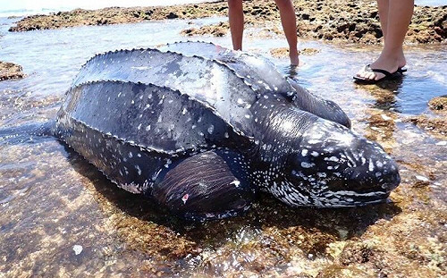 瀕危革龜萬里桐擱淺　生命徵象不穩定搶救中