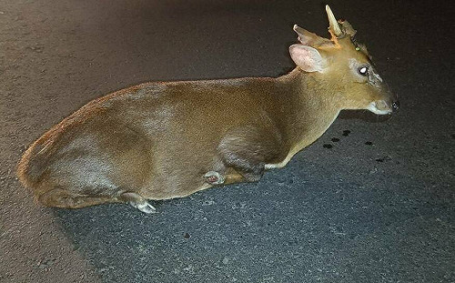 分不清山羌還是水鹿？ 新北動保處教你一秒分辨