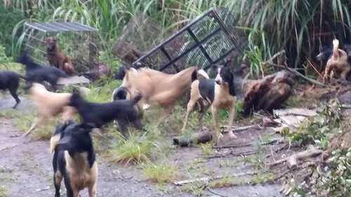 大批棄養犬台北丟到新北  重罰45萬元另追償