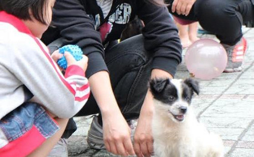 中市動保處推廣友善動物觀念 7頭萌犬獲認養