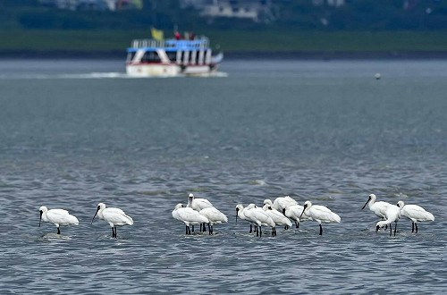 八里海岸新嬌客  「黑面舞者」驚喜現蹤