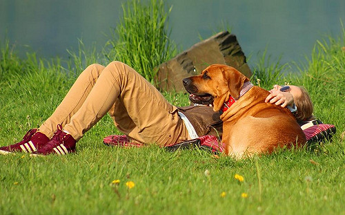 驚！汪星人也會被曬傷  夏日防曬有方法