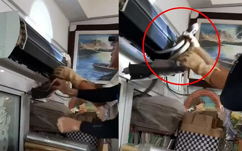 (影) 冷氣機有蛇! 它也熱到受不了? 王錦蛇藏家中嚇壞民眾