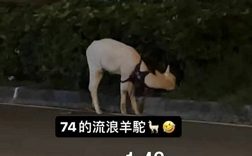 市區驚見「草泥馬」路上閒晃！台中警回應