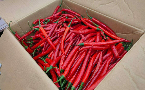 被中國蘇丹紅辣椒粉害慘！國產椒批發價每公斤跌25元 椒農嘆衰死