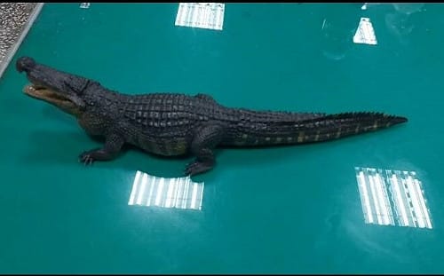 高雄公園有鱷魚出沒？假的啦！  陳其邁：惡作劇依社維法究辦