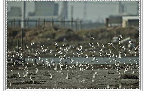 保育團體為黑面琵鷺請命 籲維護生態資源提供永久棲息地