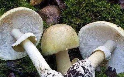 毒蘑菇殺人啦! 澳洲婦女下廚宴親友 竟釀3死1命危 警方大搜查 