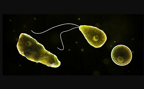 北部女玩親水設施染食腦變形蟲七天喪命！死亡率高達99% 業者停業