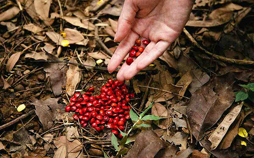 七夕情人節來嘉市小旅行 林場風清撿相思豆