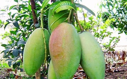 中國禁芒果有影響？ 郭倍宏笑了 : 果農說不需要給中國人吃…