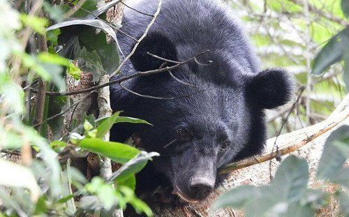 台灣黑熊誤入套索！部落夫妻急通報　林業保育署：復原後將儘速野放