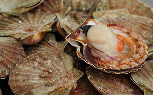 打破中國杯葛 美駐東京大使館出手幫助日本扇貝繞道加工