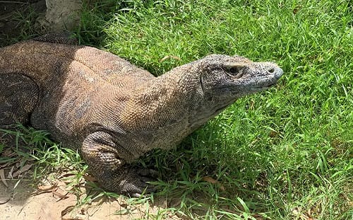 全台唯一科摩多龍癌逝！頑皮世界發文紀念