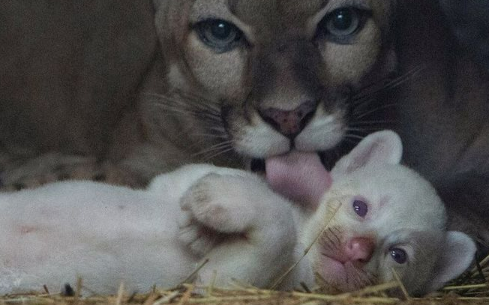 全球僅四隻 ! 尼加拉瓜迎來極罕見白化美洲幼獅 