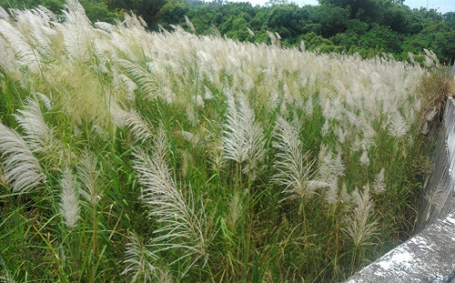 台南草山菅芒花海登場！飽覽地質美景＋賞花快安排