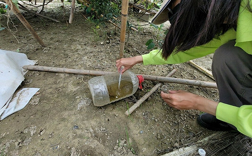 高雄本土登革熱13例 衛生局：發現病媒蚊孑孓即開罰