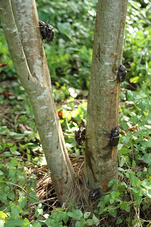 復育成功 ！八卦山獨角仙藝術節 6月4日登場