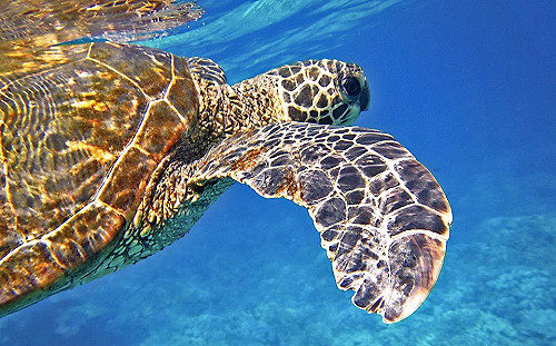 摸摸也不行！干擾綠蠵龜觸法將挨罰