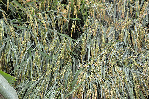 狂風暴雨毀生計！雲林農損初估近千萬