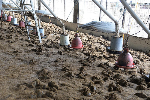 暴雨農損增至九千多萬  農委會提現金救助