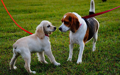 不只是運動！汪星人外出散步有很多意義