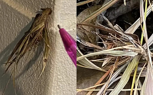 他驚見牆上長出樹葉！真相曝光秒嚇壞