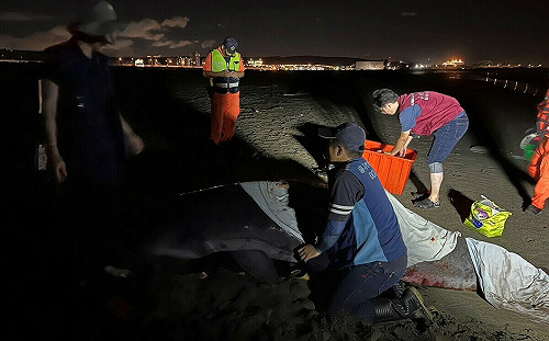 八里又見鯨豚擱淺　新北動保處協同救援團隊搶救    