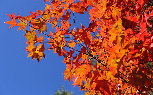 今迎「霜降」將入冬！週五後開始變天 白天高溫驟降10度