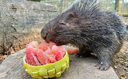 壽山動物園搞創意 嫦娥、吳剛造型柚陪人獸過中秋