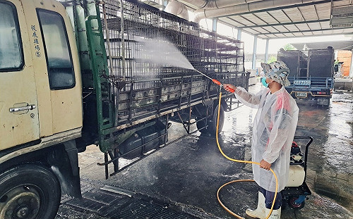 傳秋冬首宗禽流感案例！台南學甲撲殺37日齡黑羽土雞18817隻