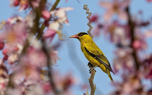 落實ESG精神 高雄球場攜手鳥會繳出生態友善成績單