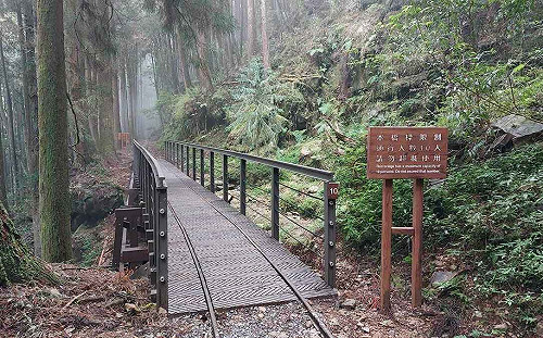 秋遊阿里山！特富野古道整修完成 全線開放通行 