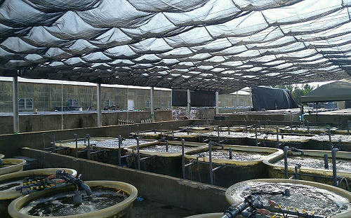 國海院攜手水試所 成功開發本土大型海藻量化技術