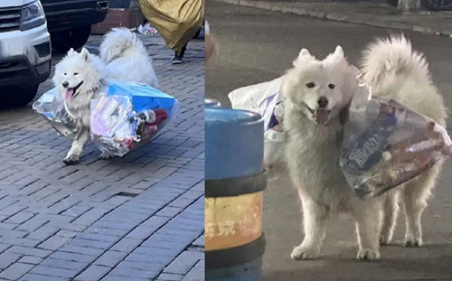 陪老奶奶拾荒！薩摩耶扛兩大包回收物燦笑
