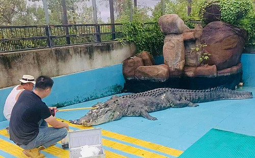 灣鱷「小河」離世 海基會：非常難過也謝謝牠讓兩岸民眾重視保護動物意識