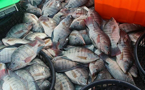 台灣鯛｢反攻大陸｣大量繁殖毀生態！當局：是半世紀引進最成功品種