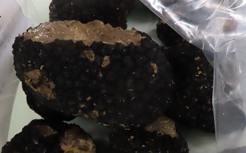 義大利黑松露「鎘」又超標！印尼鯊魚片首度不合格  食藥署：皆未流入市面 