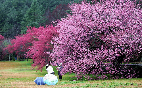 武陵櫻花季訂房1分鐘秒殺！網哀號：比演唱會還難搶