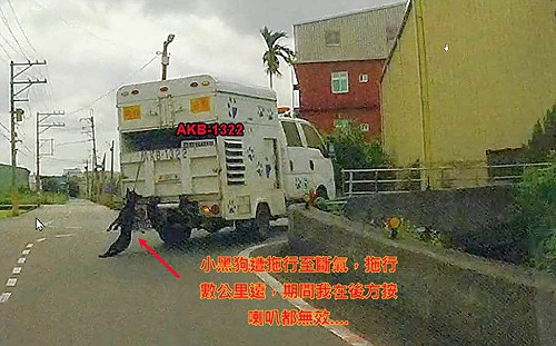 動保車殘忍拖行黑狗？桃市動保處澄清：緊張跳出 已送醫治療
