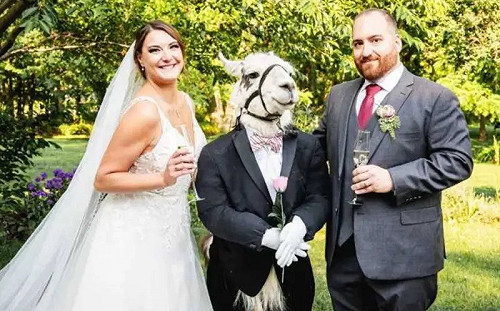 婚禮伴郎混入一隻羊駝！身燕尾服模樣超英俊