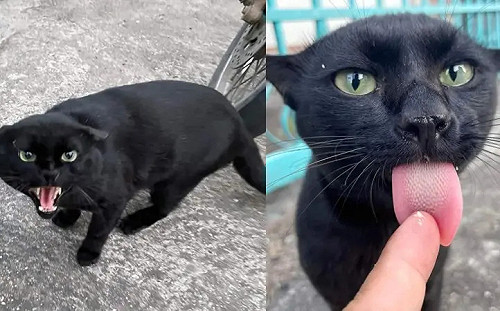 黑貓「亮出獠牙」化身黑豹！下秒被肉泥征服