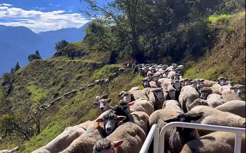 (影)綿羊也趕上班！清境農場放牧羊群塞住 網笑：就像雪隧塞車