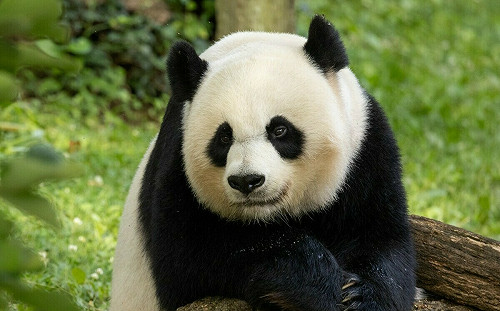 中美50年「貓熊外交」中斷？貓熊從美國動物園撤出