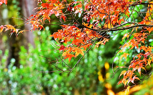 秋冬限定！大雪山楓樹轉紅  漸層美景這裡看