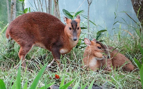 台灣山羌在日本狂繁殖！日本居民聽叫聲發毛