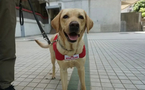 導盲犬商場突然倒地！「狂喘嘔水」送醫不治