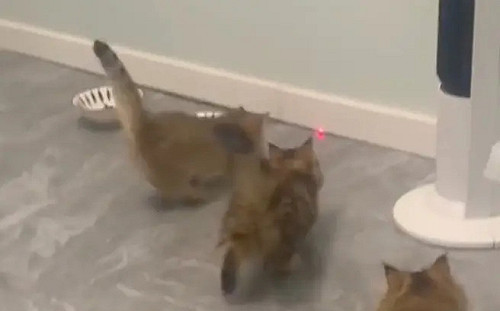 用雷射筆當逗貓棒玩！貓貓飛簷走壁飼主傻眼